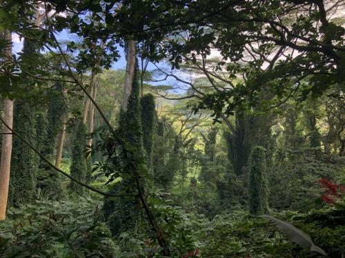 Manoa Falls