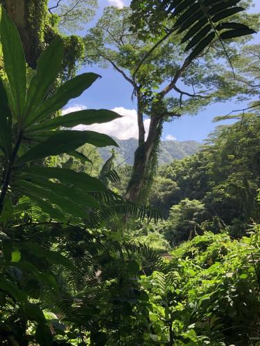 Manoa Falls