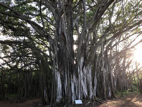 Baum auf "LOST" - Turtle Bay Resort